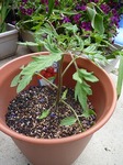 flutoma0904.jpg