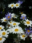 hanamix0904.jpg