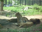 lion.jpg