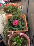 s-IMG_1030.jpg