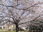 sakura.jpg