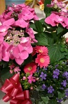 寄せ植え.jpg