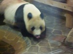 panda11.8.jpg